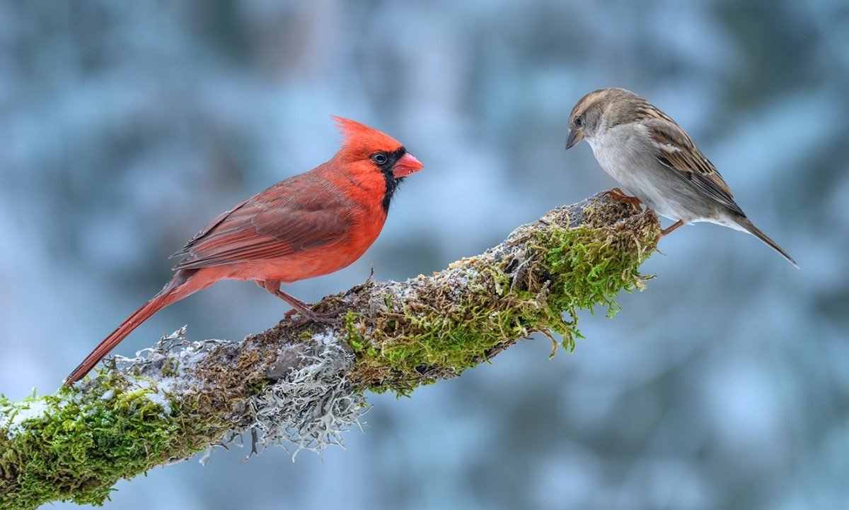 Пернатый мир. Художник Джеймс Хаутман (James Hautman (Jim)).