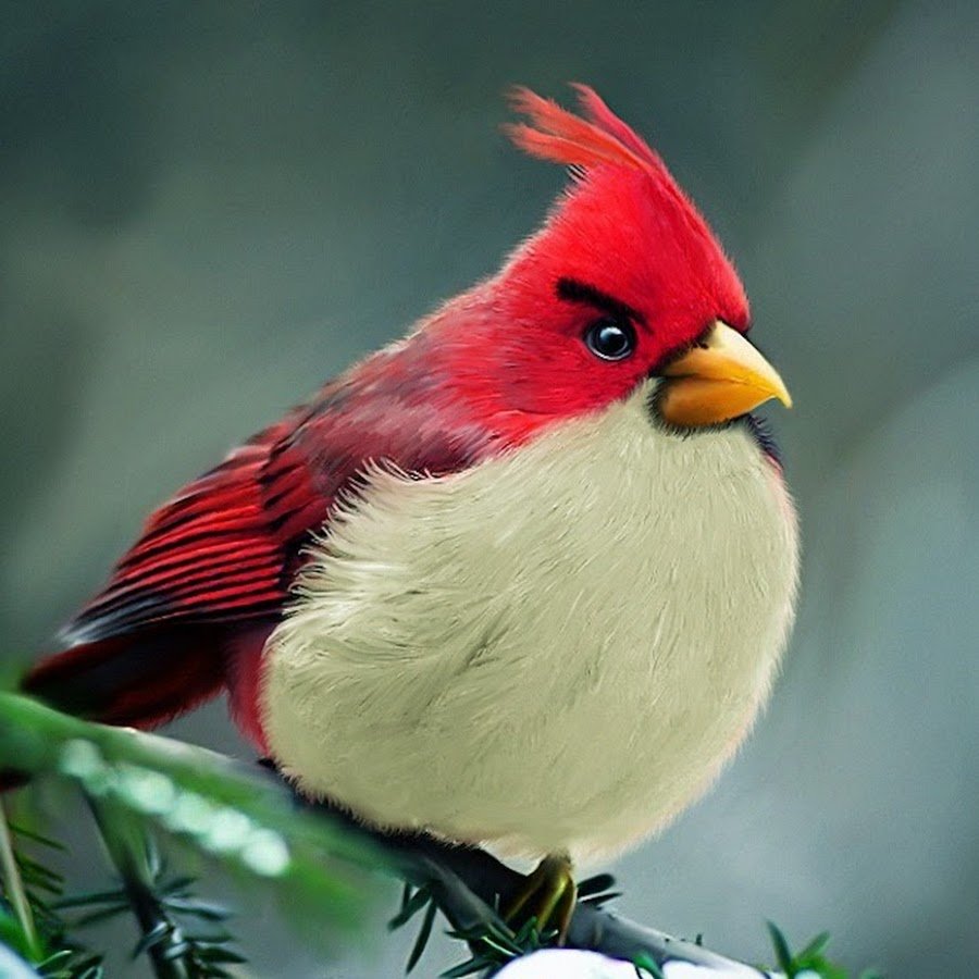 Красивые птицы