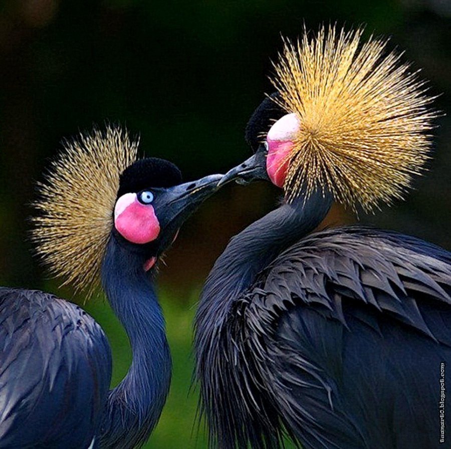 Энгри бердз в реальной жизни