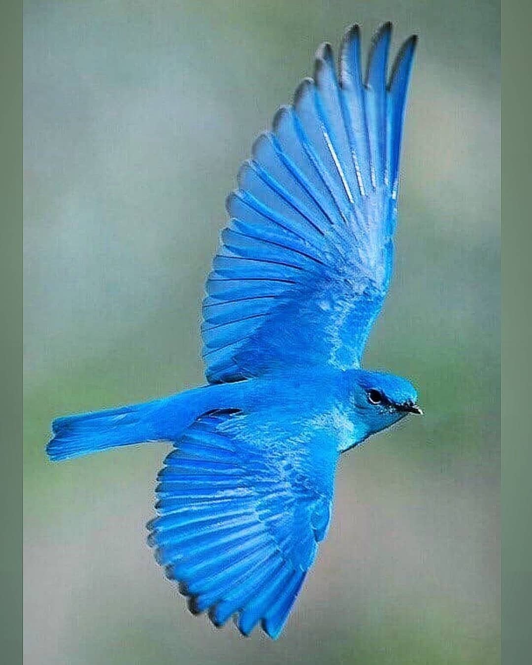 Сиалия синяя птица