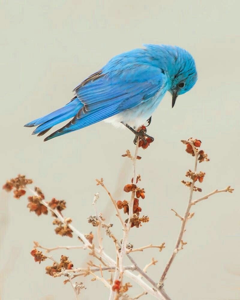 Сиалия Лазурная птица