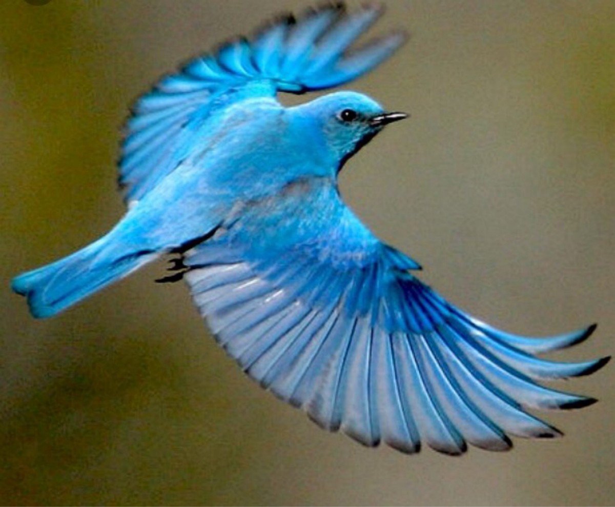 Блю сиалия голубая птичка