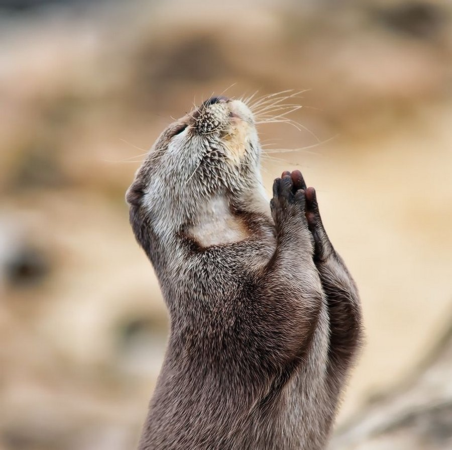 Хочу толстый кошелек и тонкую талию Господи не перепутай