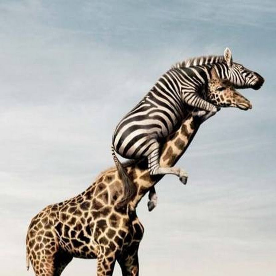 Зебра на жирафе