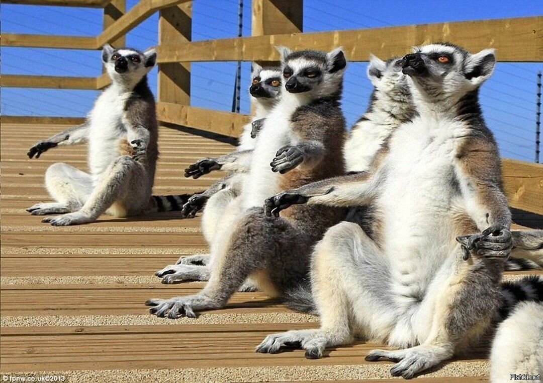 Лемур медитирует