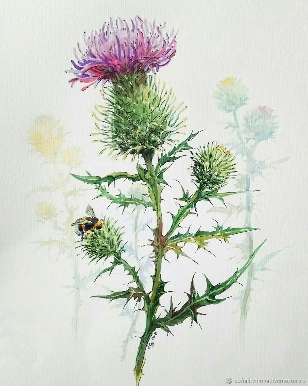 Чертополох Ботаническая иллюстрация