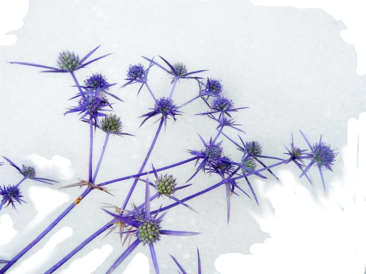 Репейник синеголовник