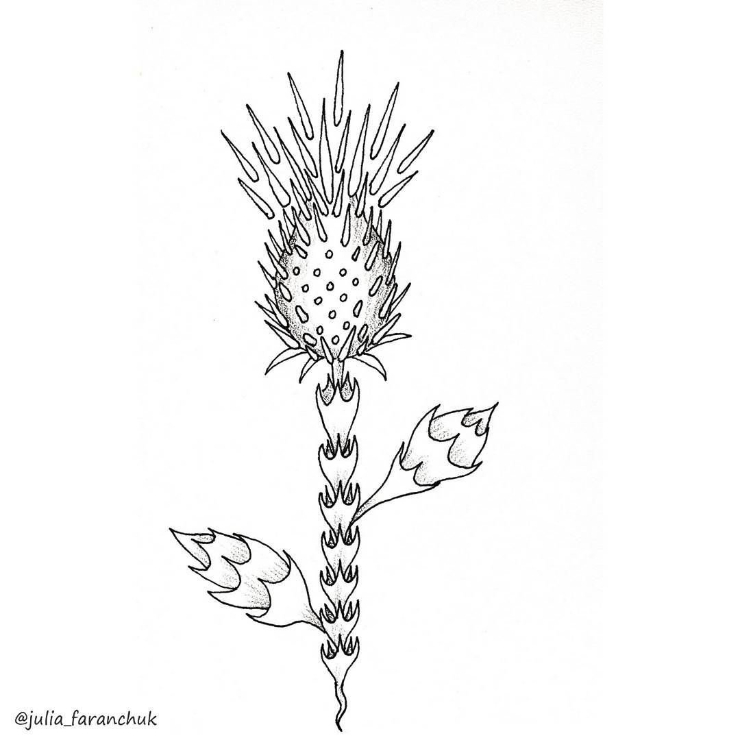 Чертополох карандашом