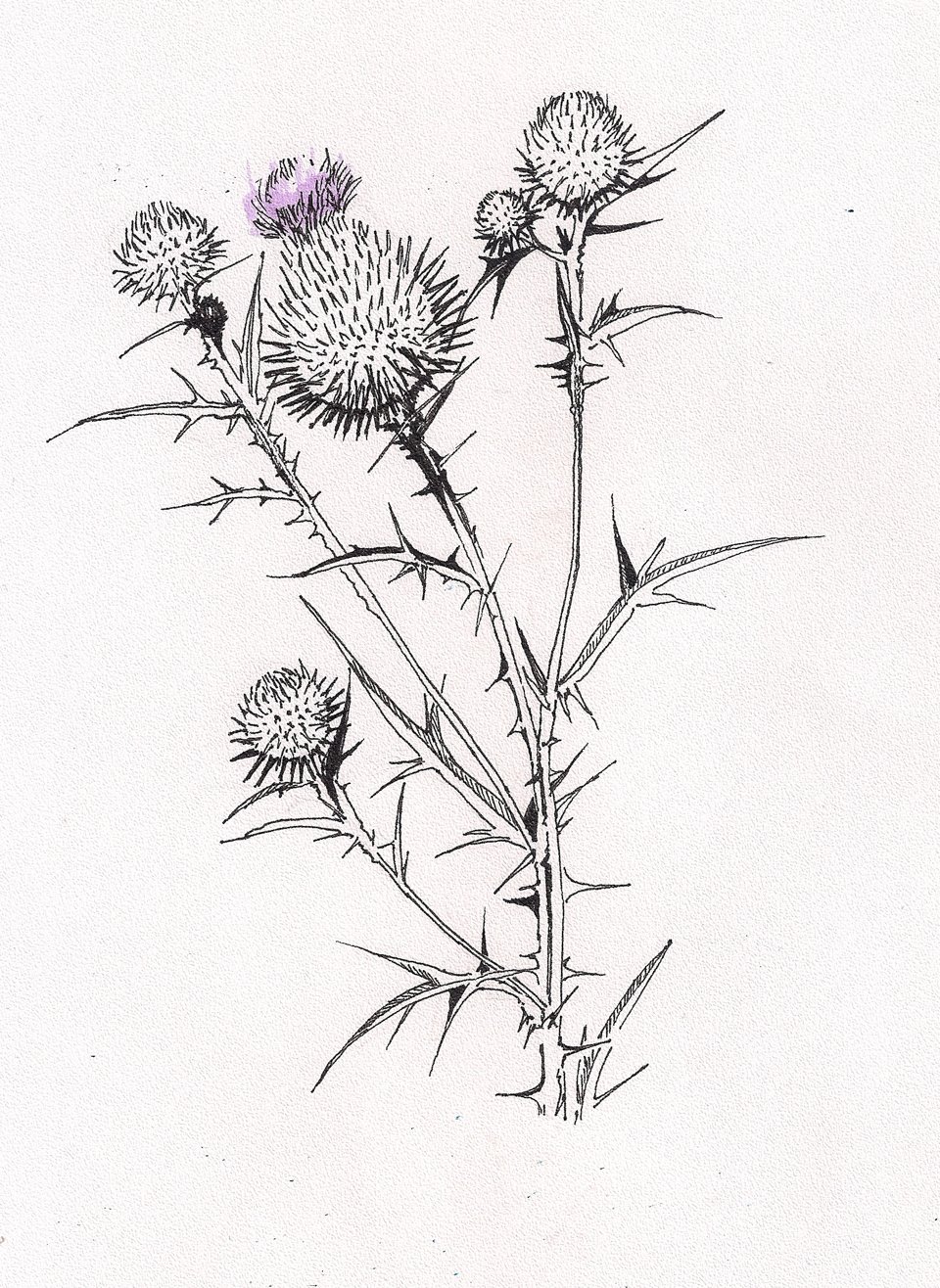 Татарник колючий гербарий