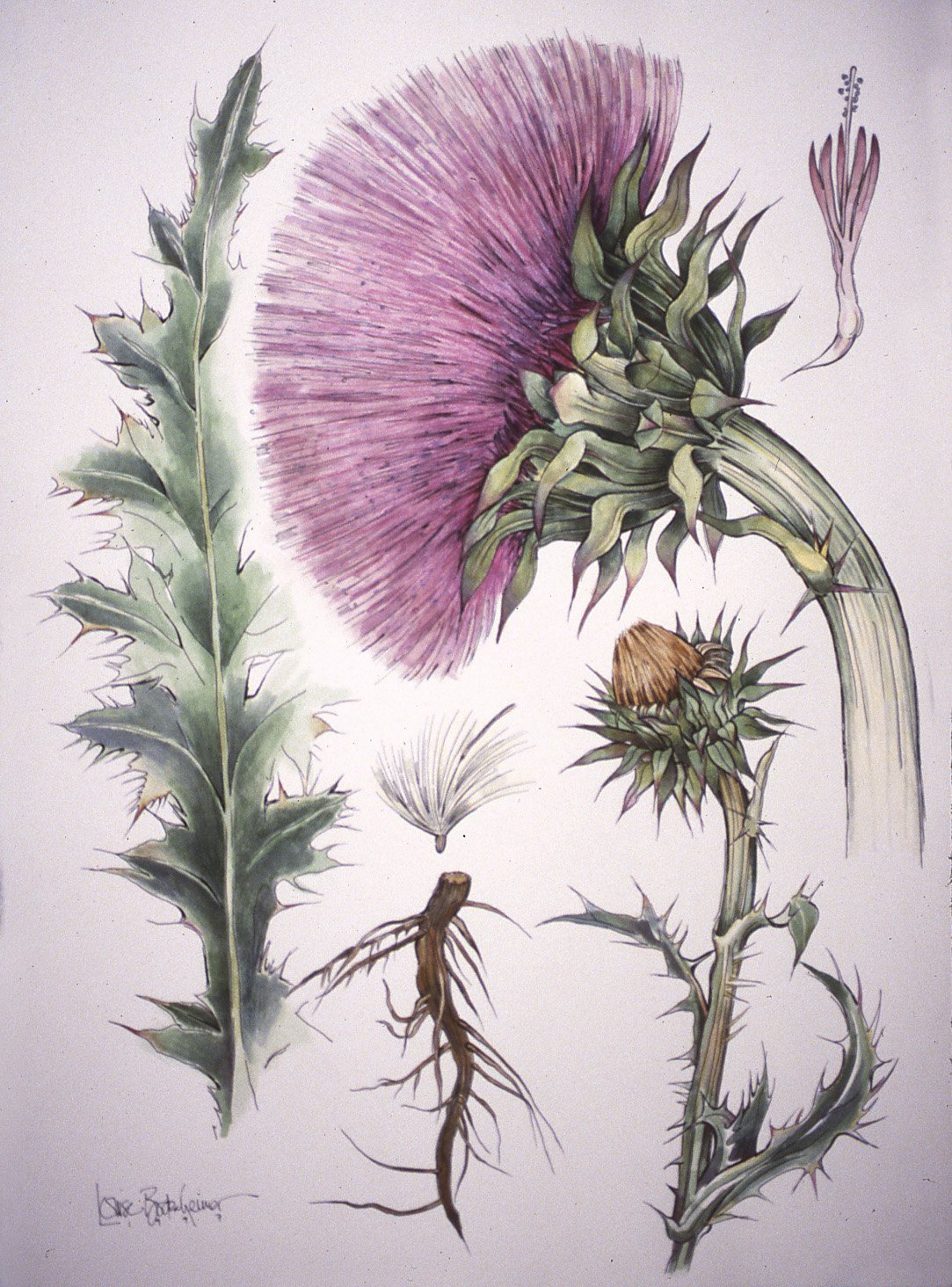 Ботанический атлас чертополох