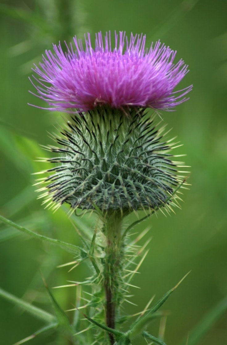 Чертополох Thistle шотландский