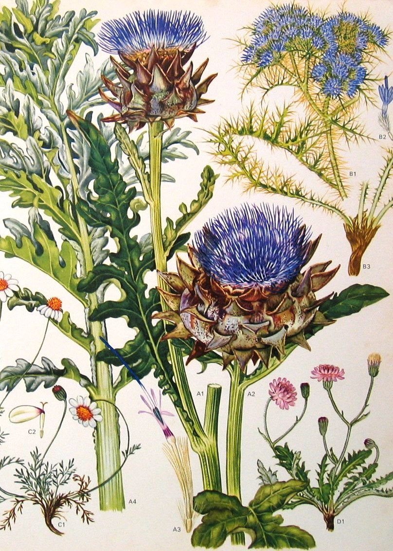 Чертополох Ботанический