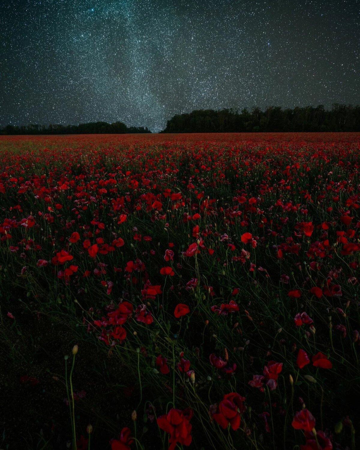 Поле цветов ночью