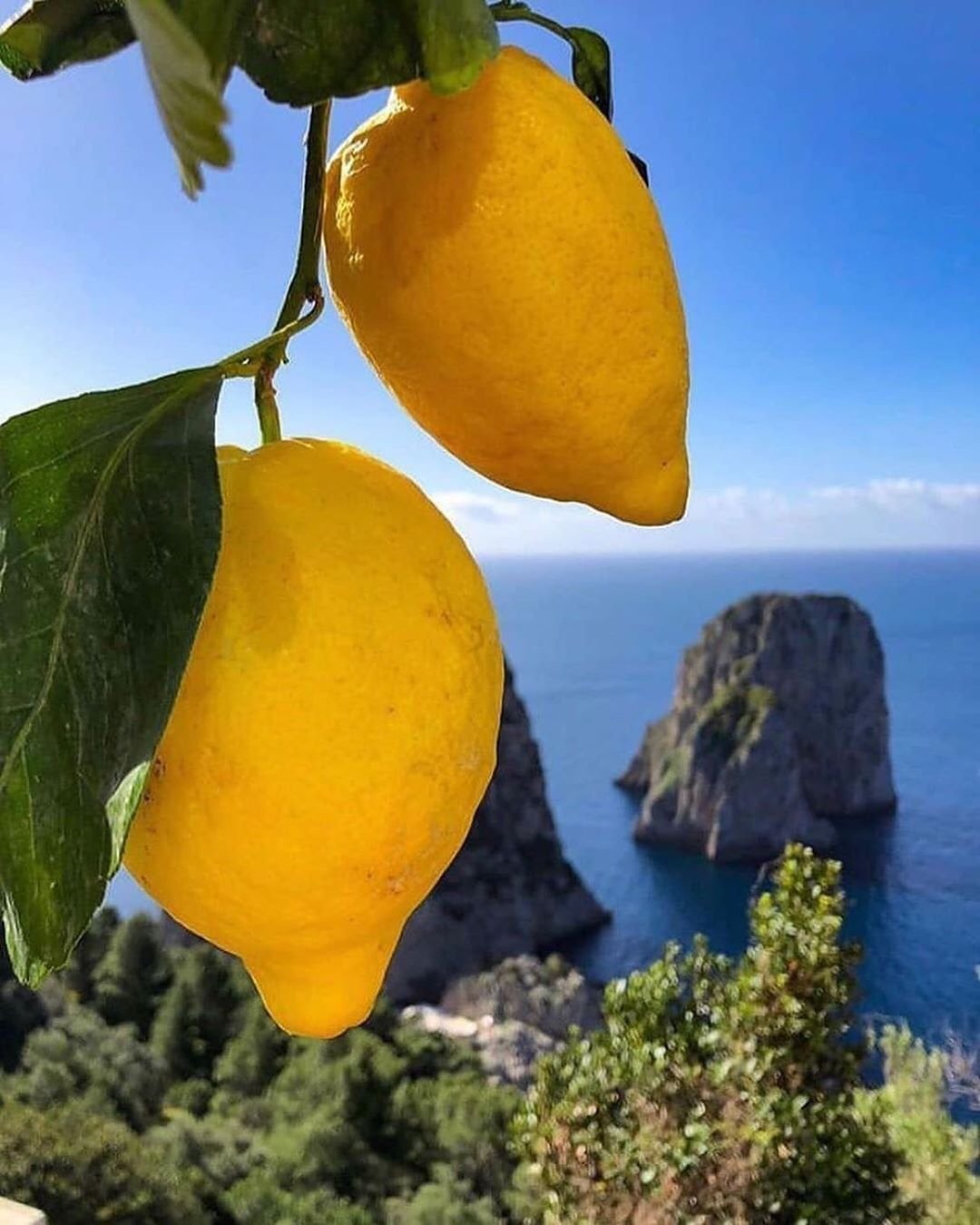 Лимонное дерево Limon Agaci