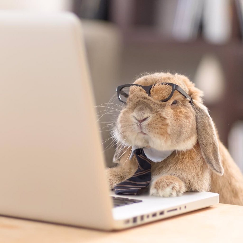 Кролик за ноутбуком