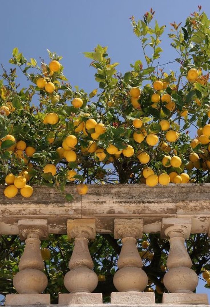 Da Paolino Lemon Trees ресторан