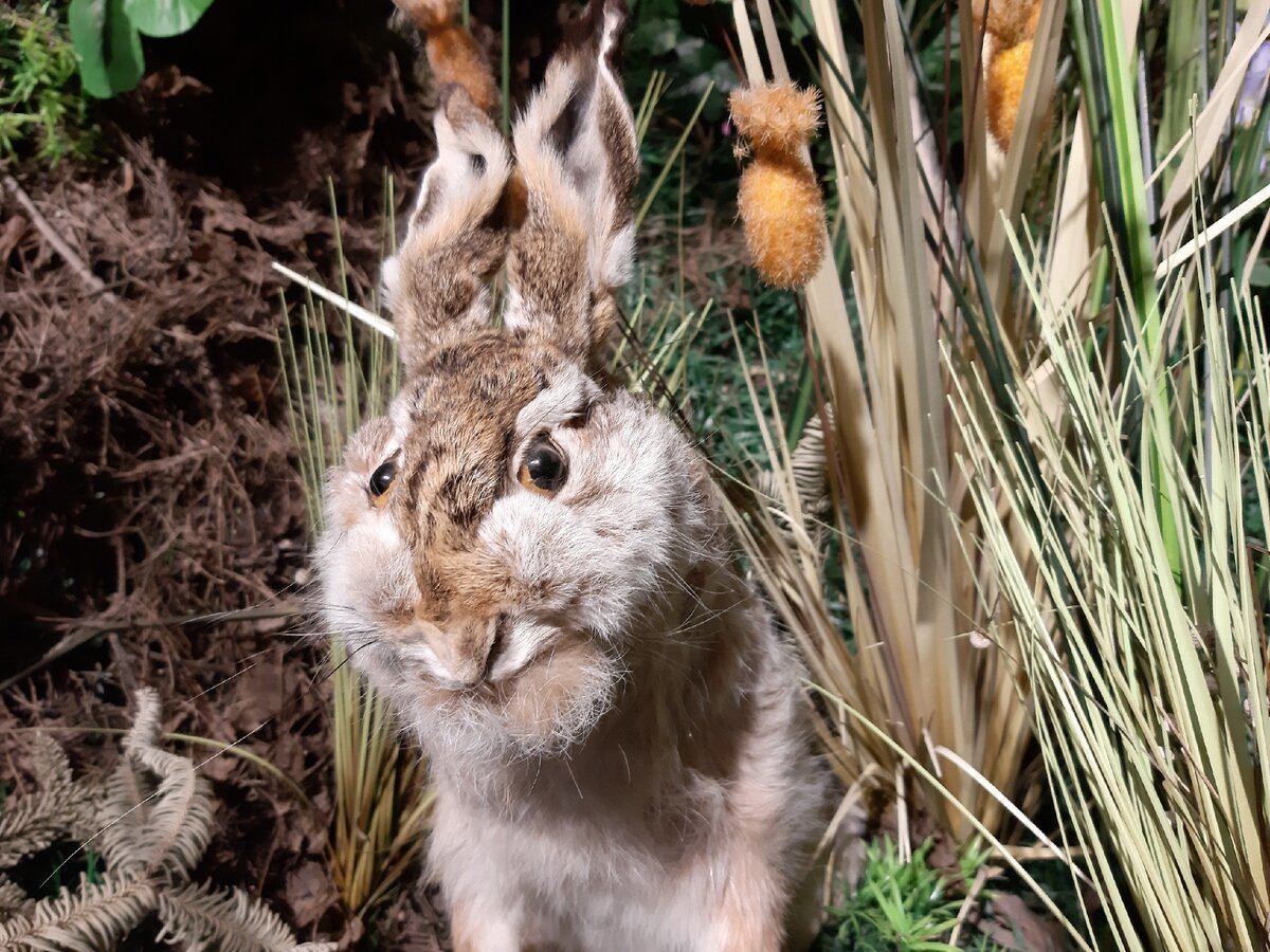 Кот на клавиатуре