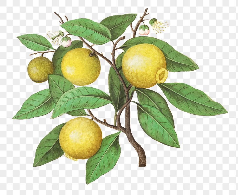 Дерево, на котором растут лимоны