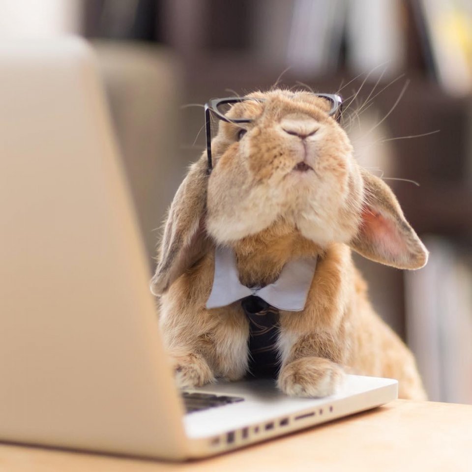 Зайка за компьютером