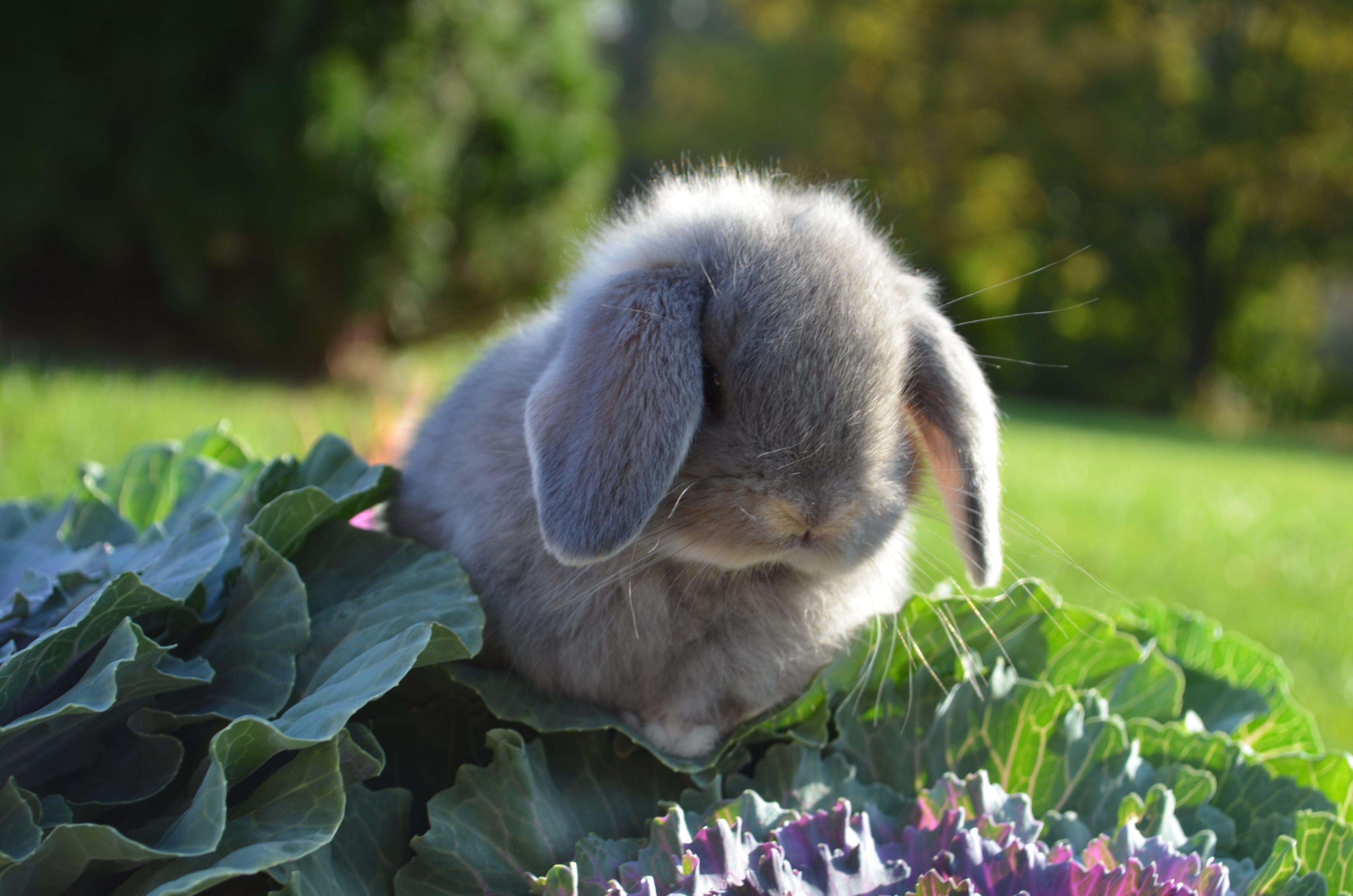 К чему снится кролик серый. Кролик. Милые зайки. Красивый кролик. Грустный зайчик.