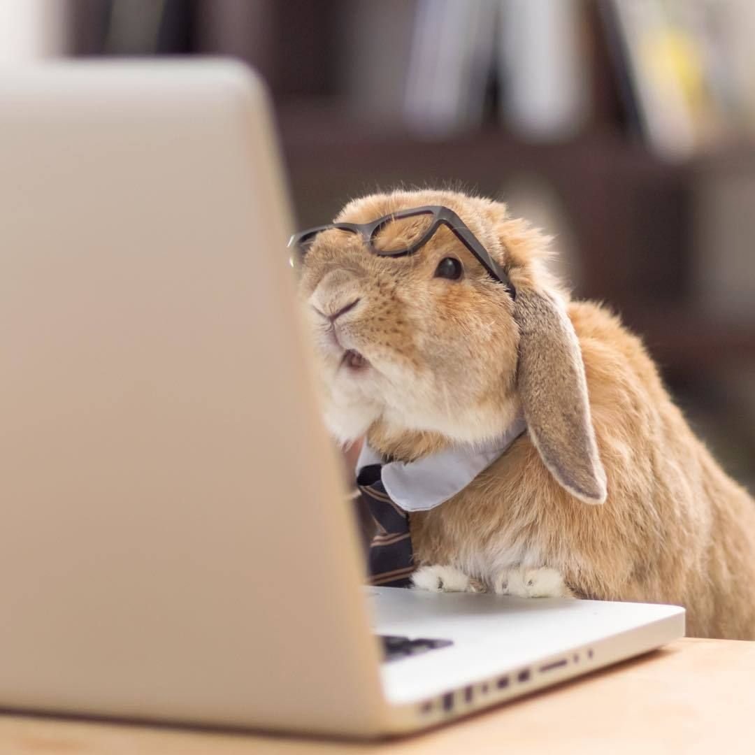 Заяц за компьютером