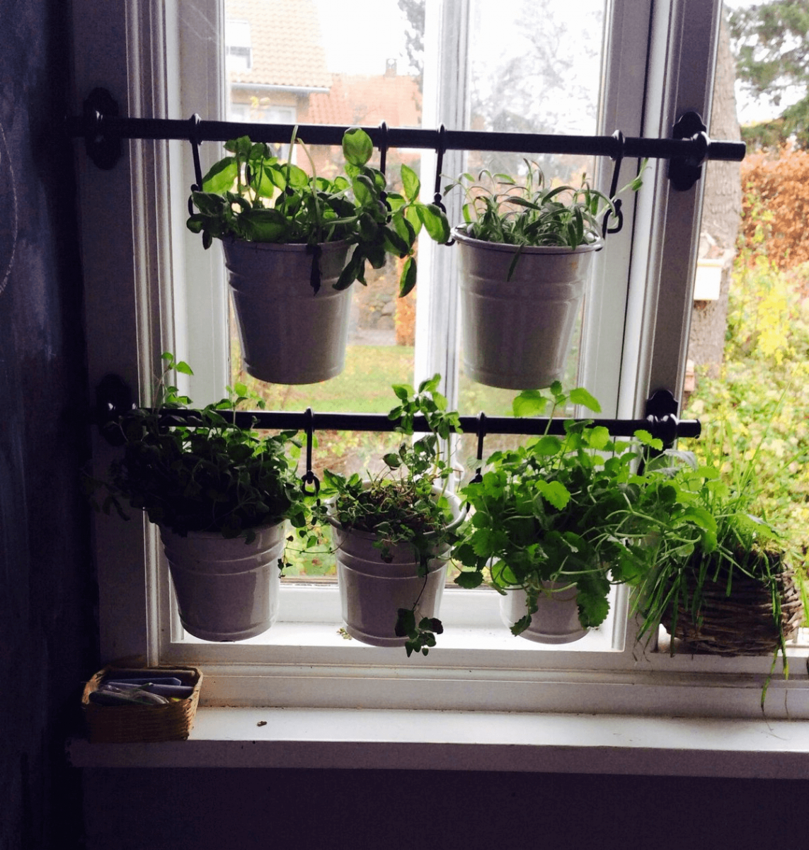 Огород на подоконнике