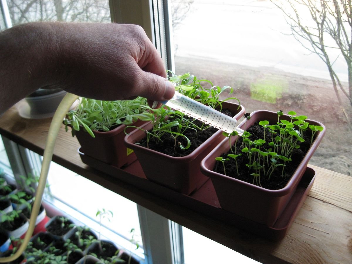 Рассада на подоконнике