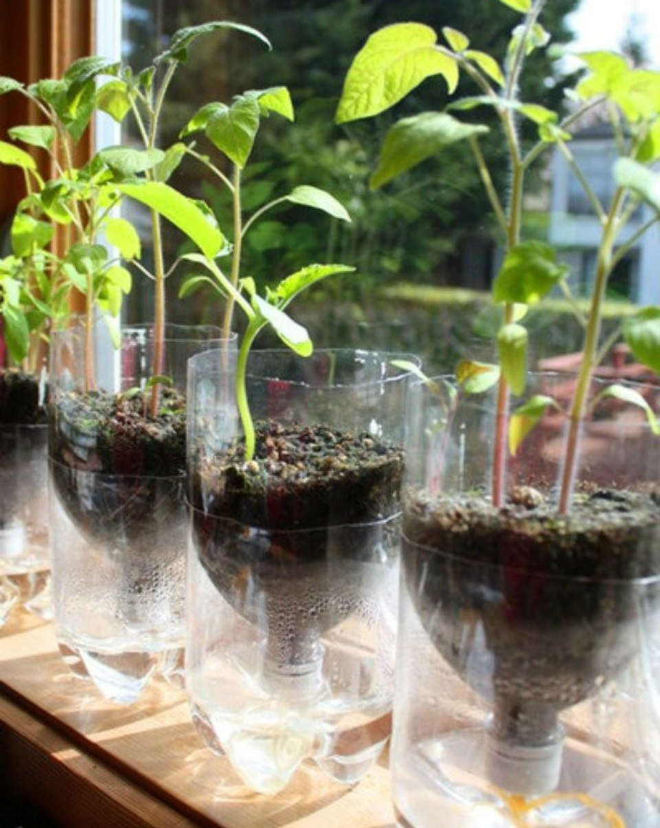 Рассада самополив