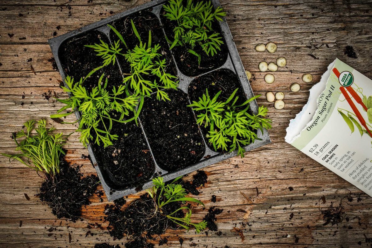 Красивая рассада