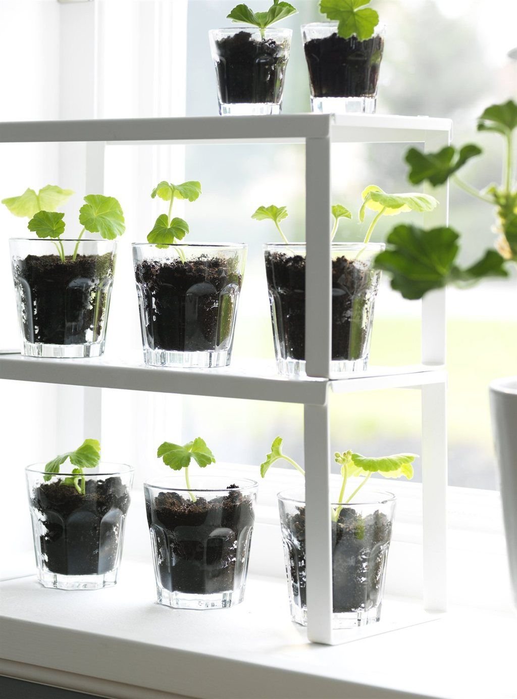 Рассада на окне