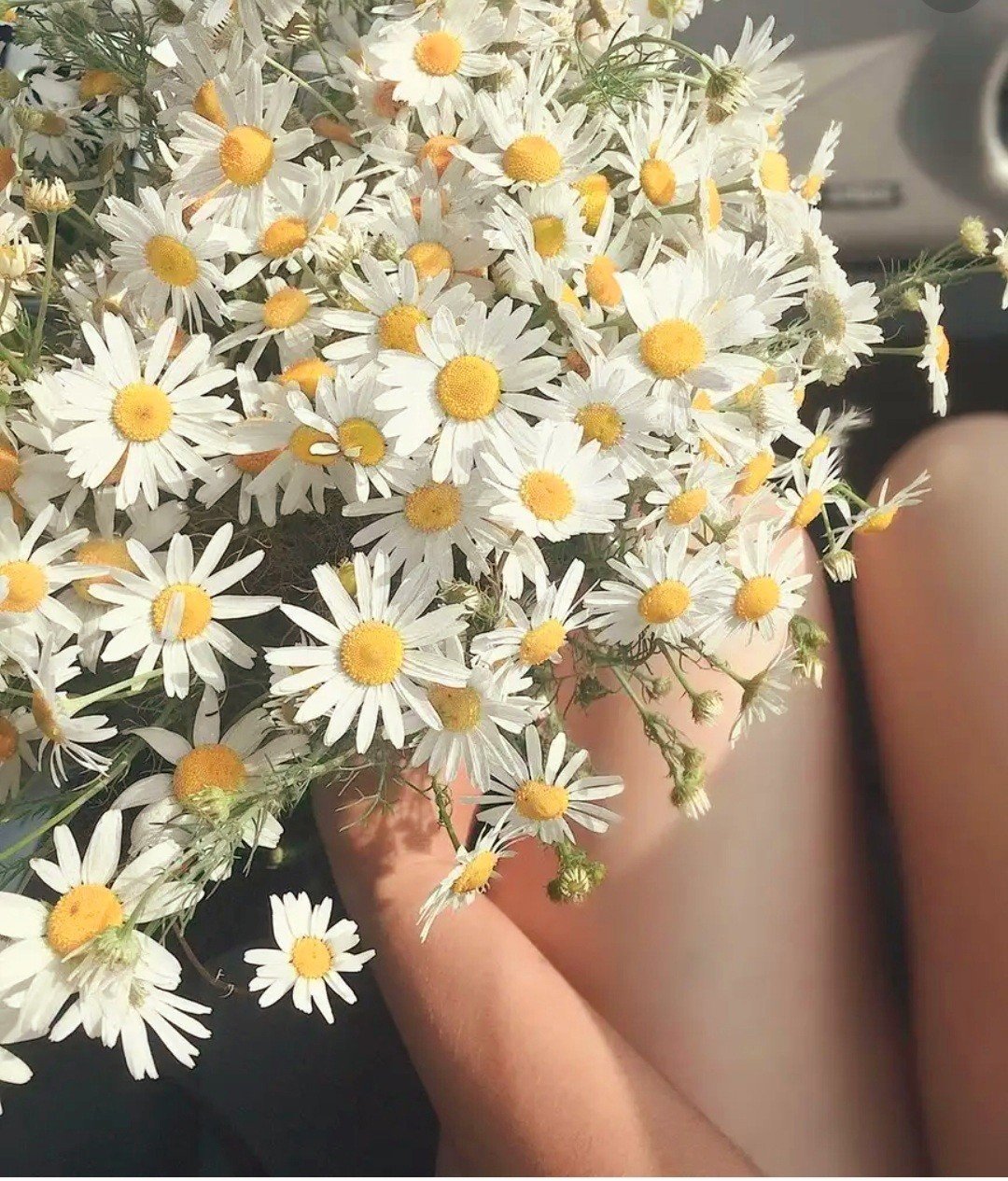 Красивый букет ромашек в руках