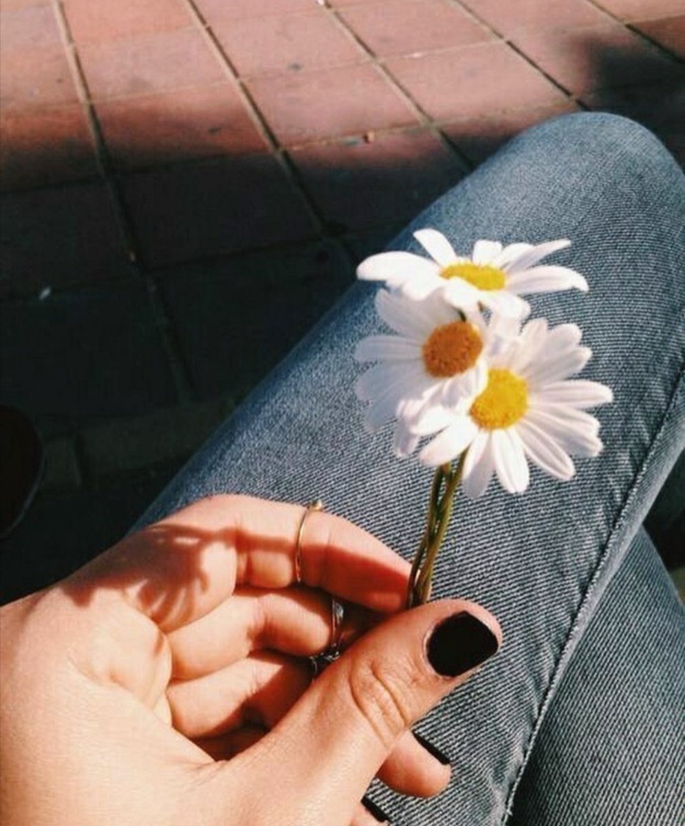 Эстетика ромашки в руках