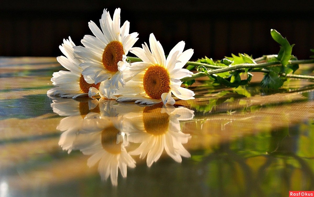 Мудрые мысли на каждый день