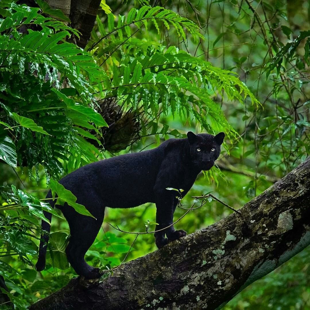 Животные из Африки для детей