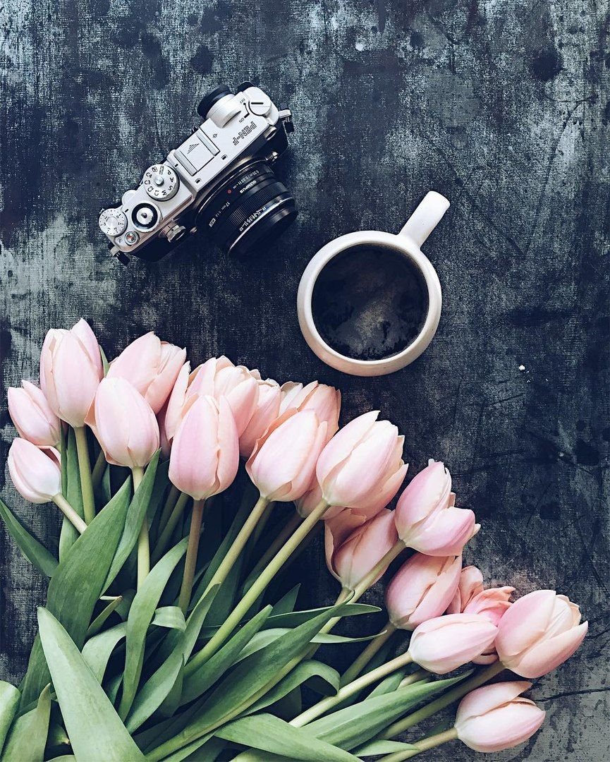 Поля тюльпанов в Голландии