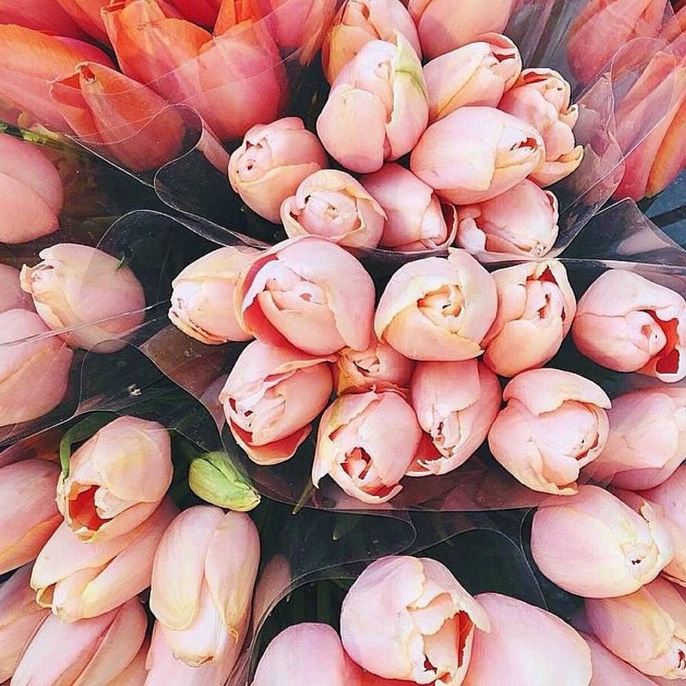 Розовые тюльпаны