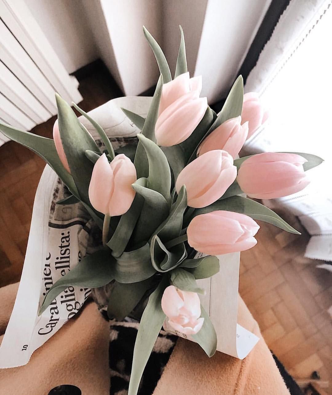 Розовые тюльпаны