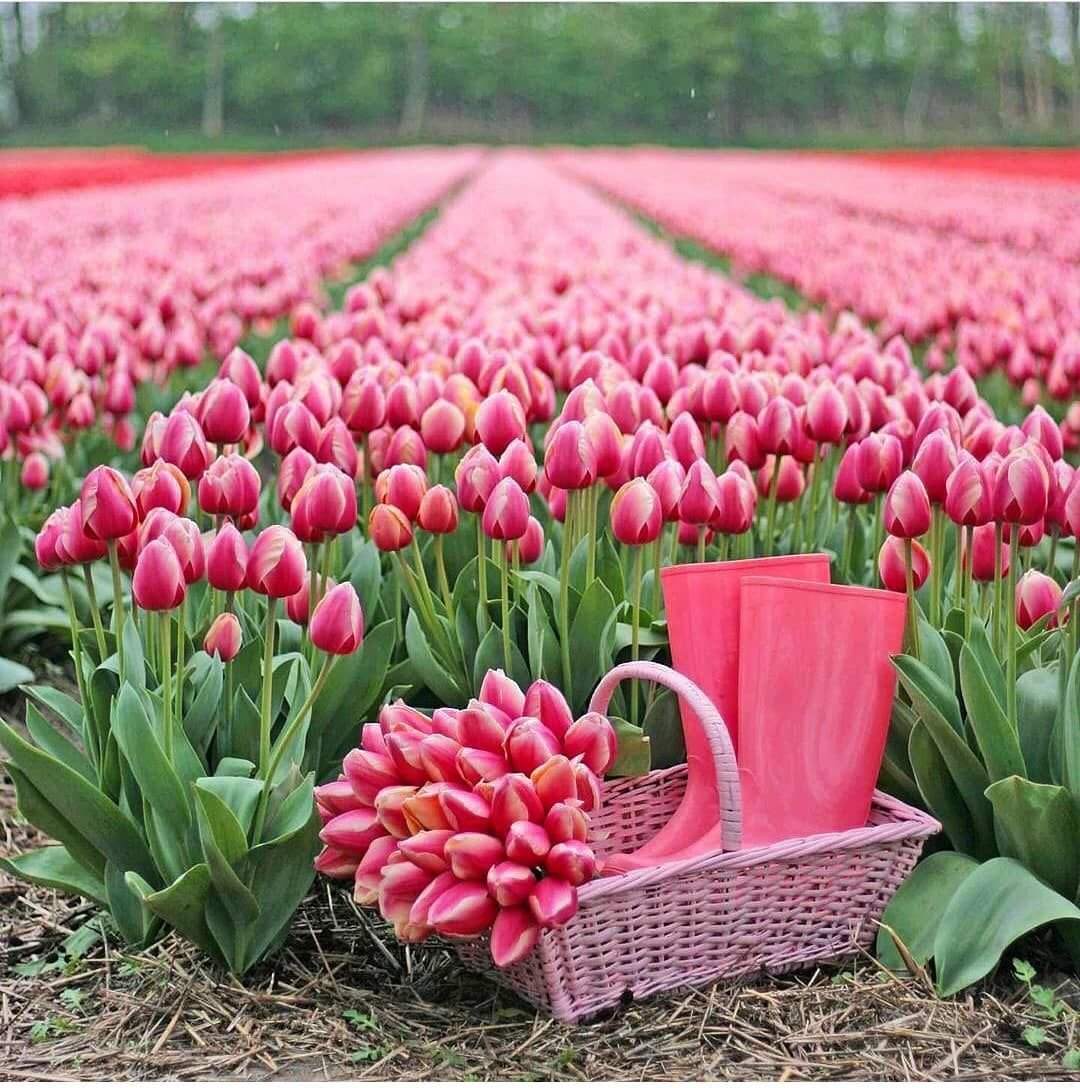 Флэт Лэй тюльпанов