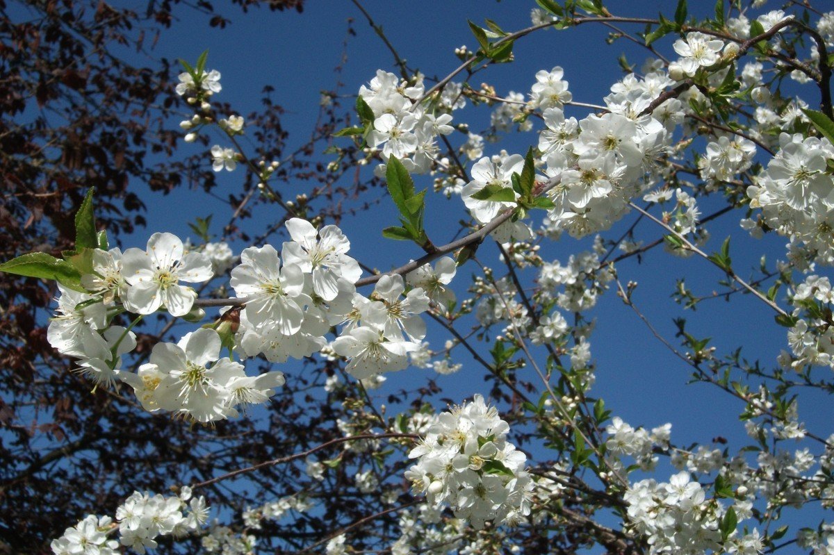 Весенняя природа