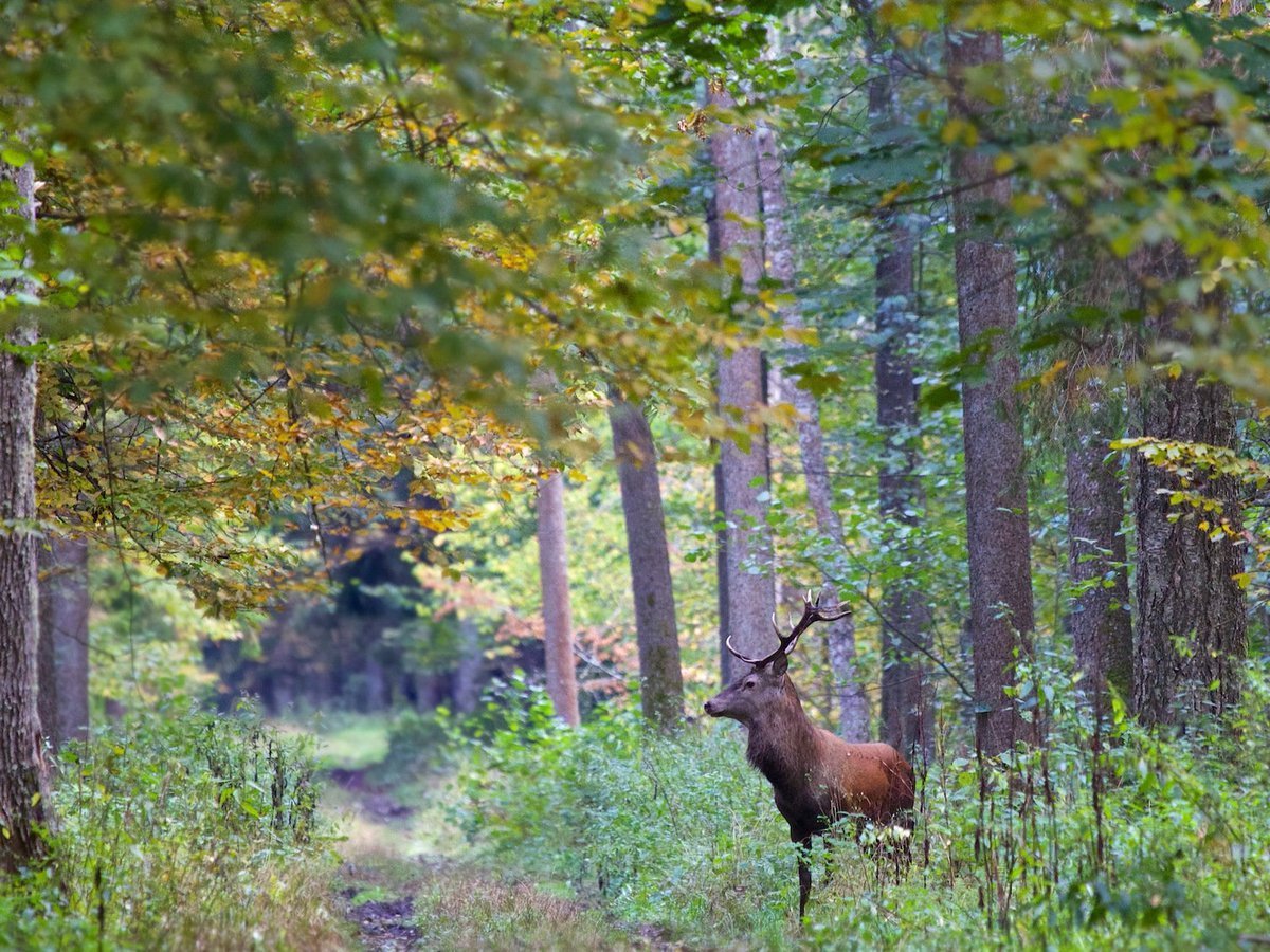 Беловежская пуща лес