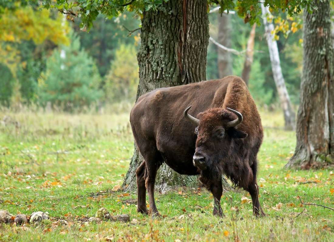 Белоруссия заповедник Беловежская пуща