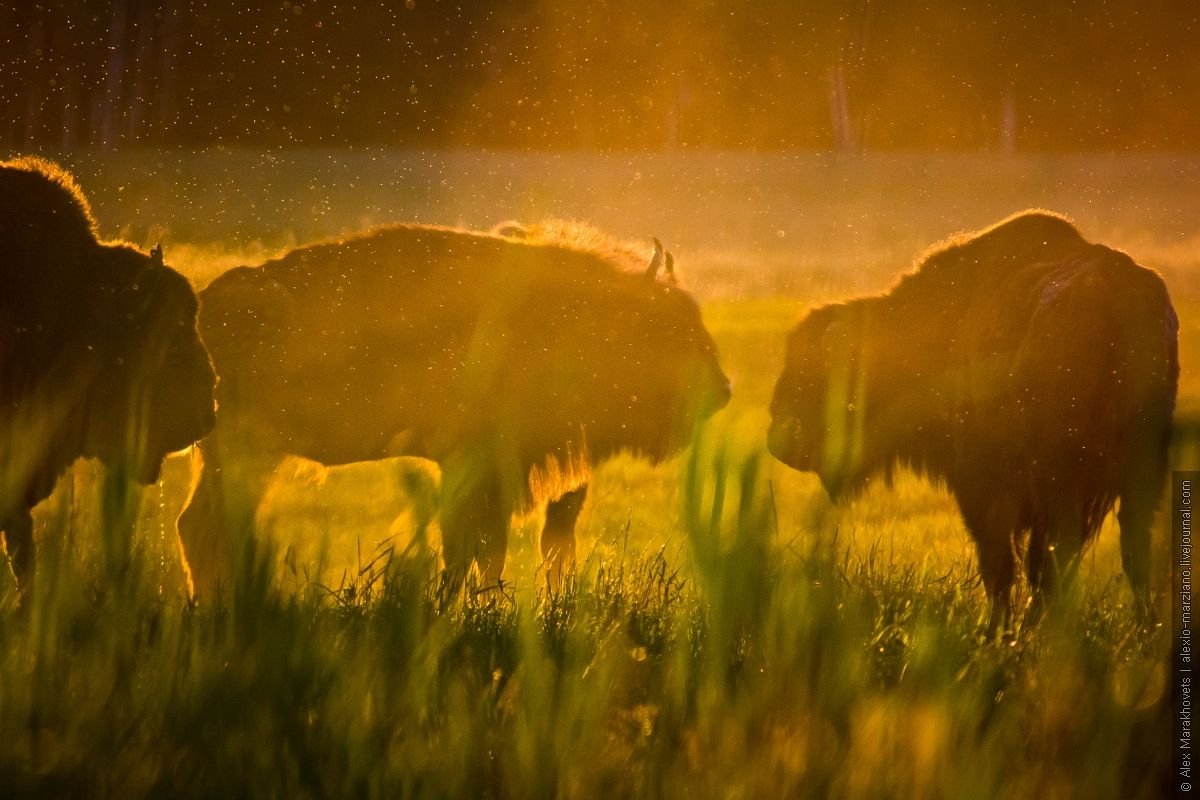 Беловежская пуща