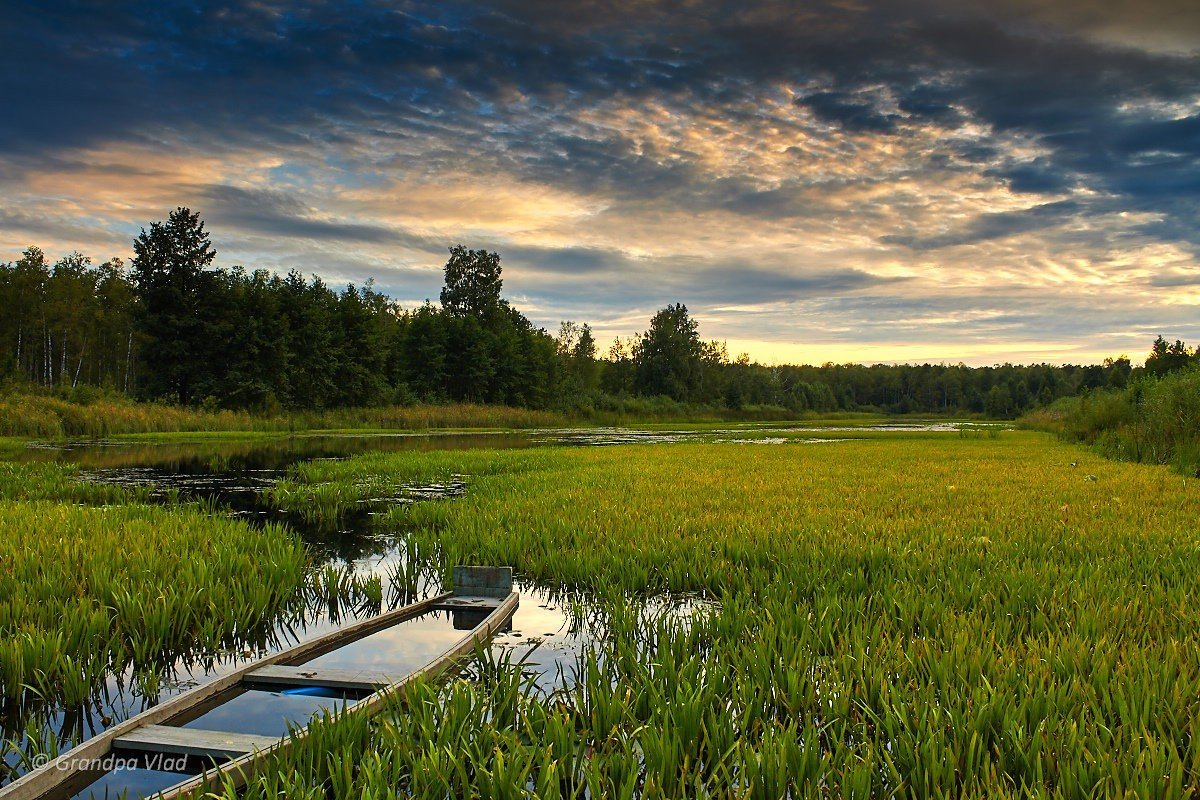 Европейская Лань Беловежская пуща