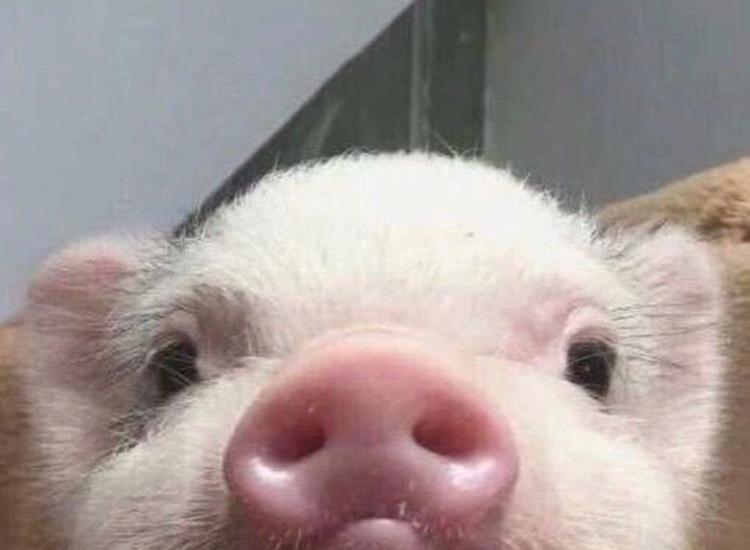 Свинка селфи