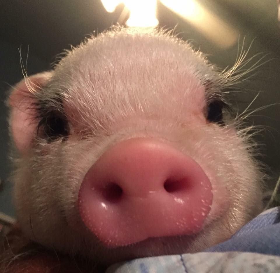 Милая Свинка