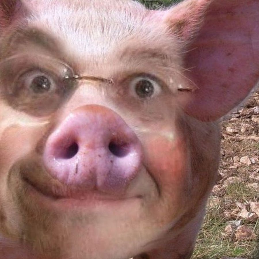 Смешные свиньи
