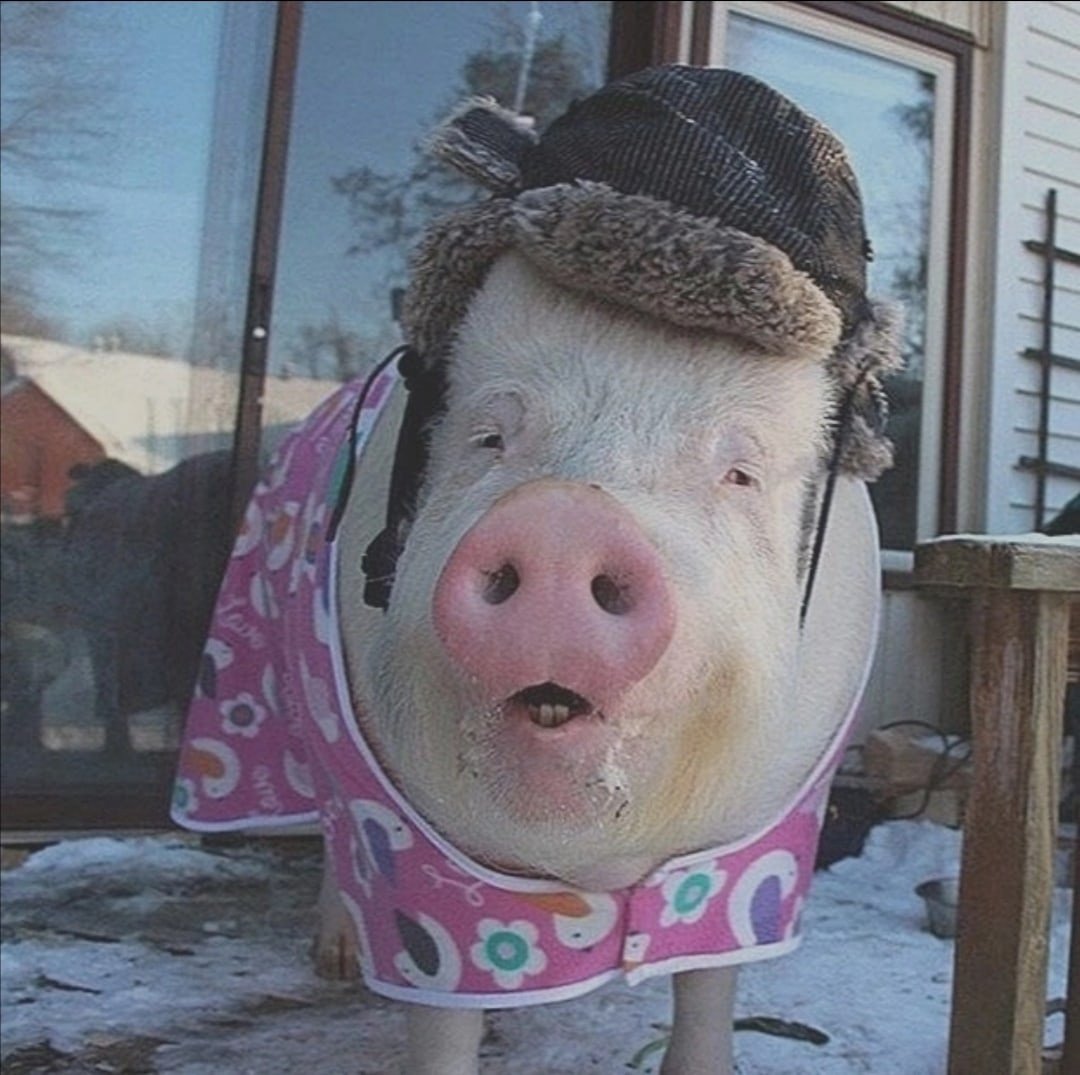 Поросенок в шапке