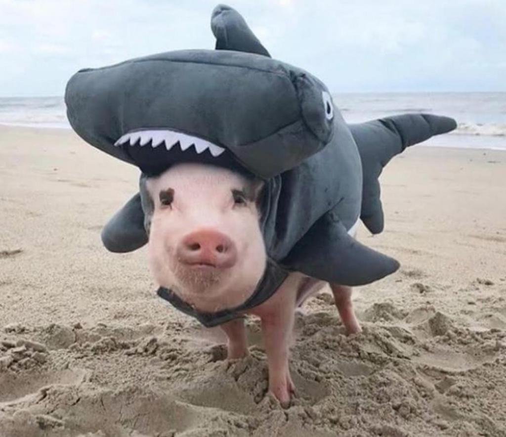 Костюм свиньи