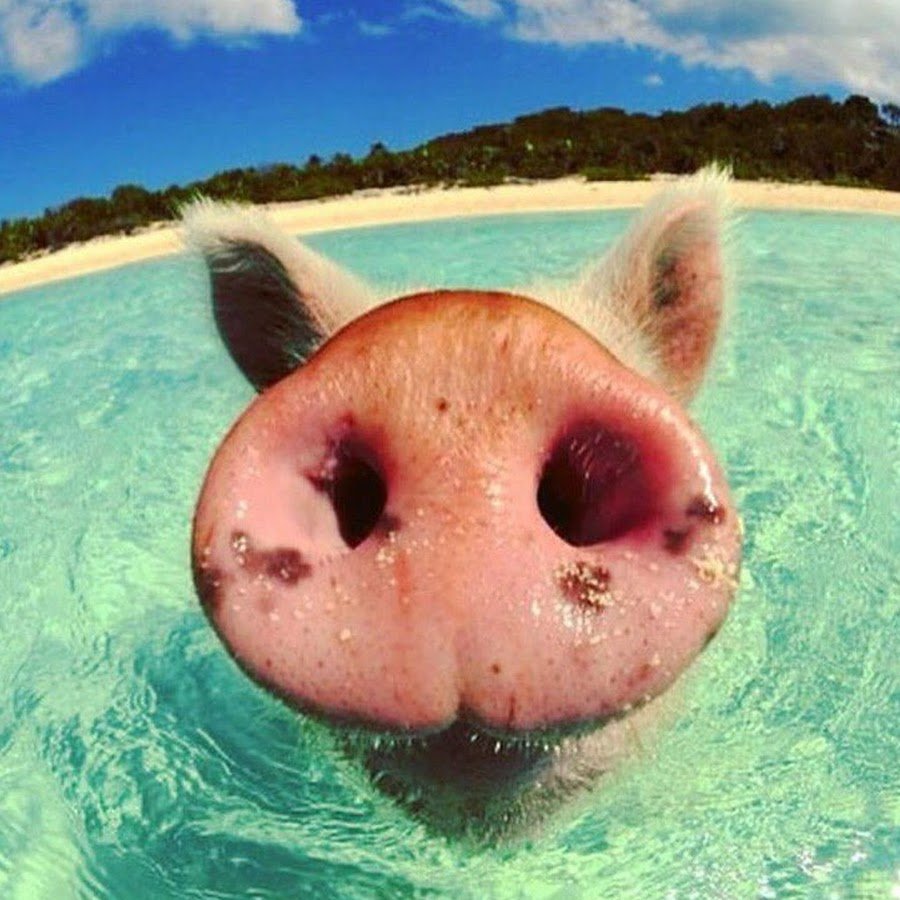 Пятачок поросенка