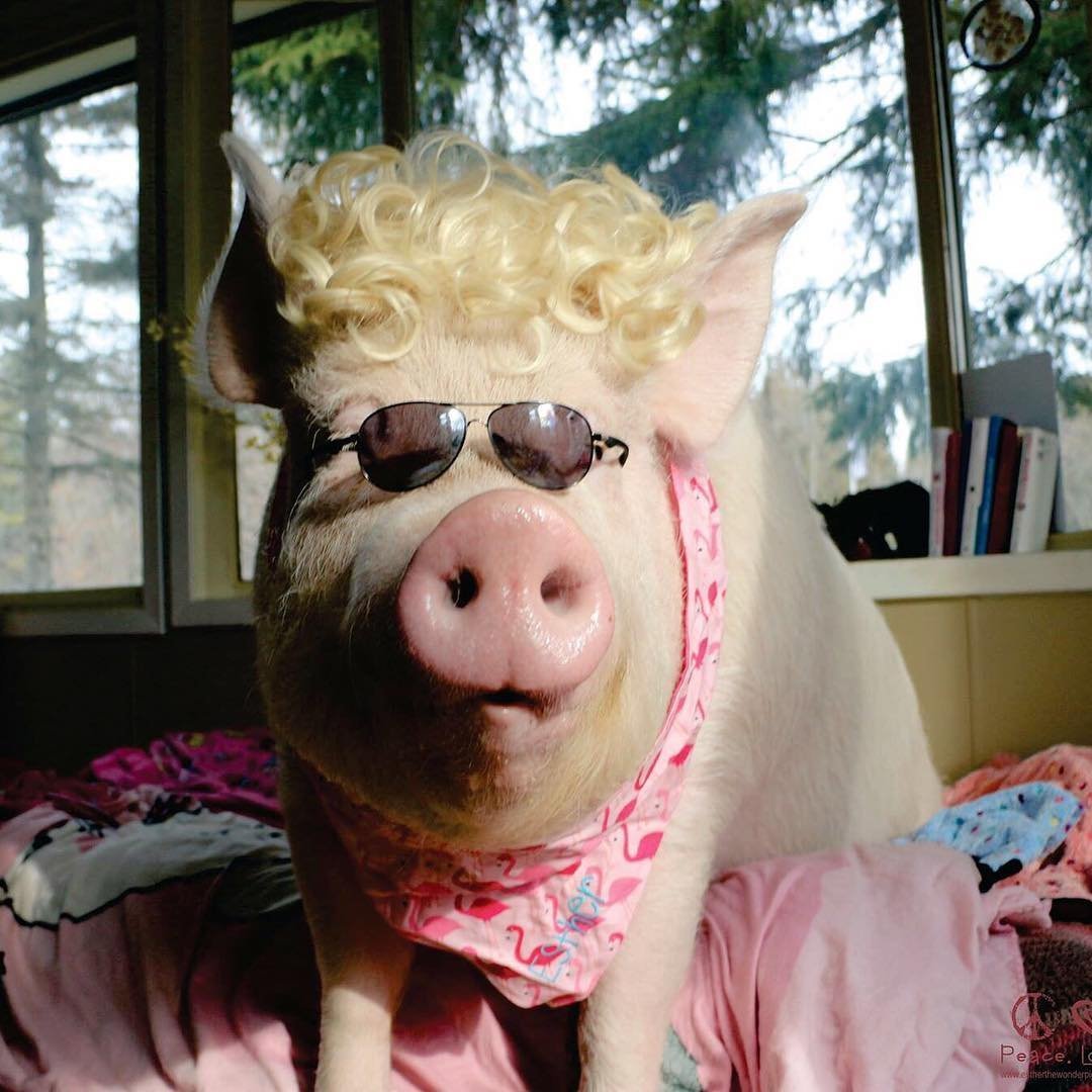 Смешные свинки